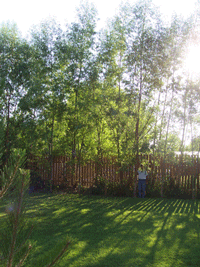 Fast Tree Direct - Austrees at Four Years