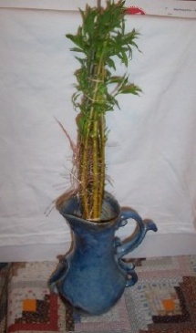 This is what the roots look like.
