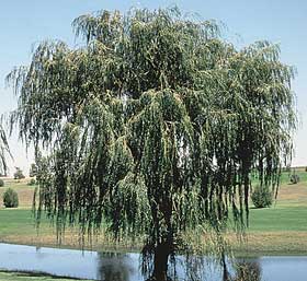 Fast Tree Direct - Golden Willow Tree